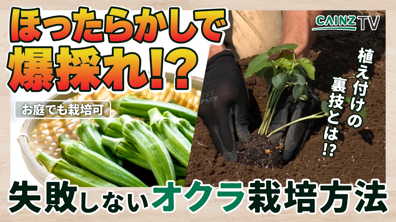 【家庭菜園の裏技】今からでもほったらかしで大量収穫!?オクラの育て方