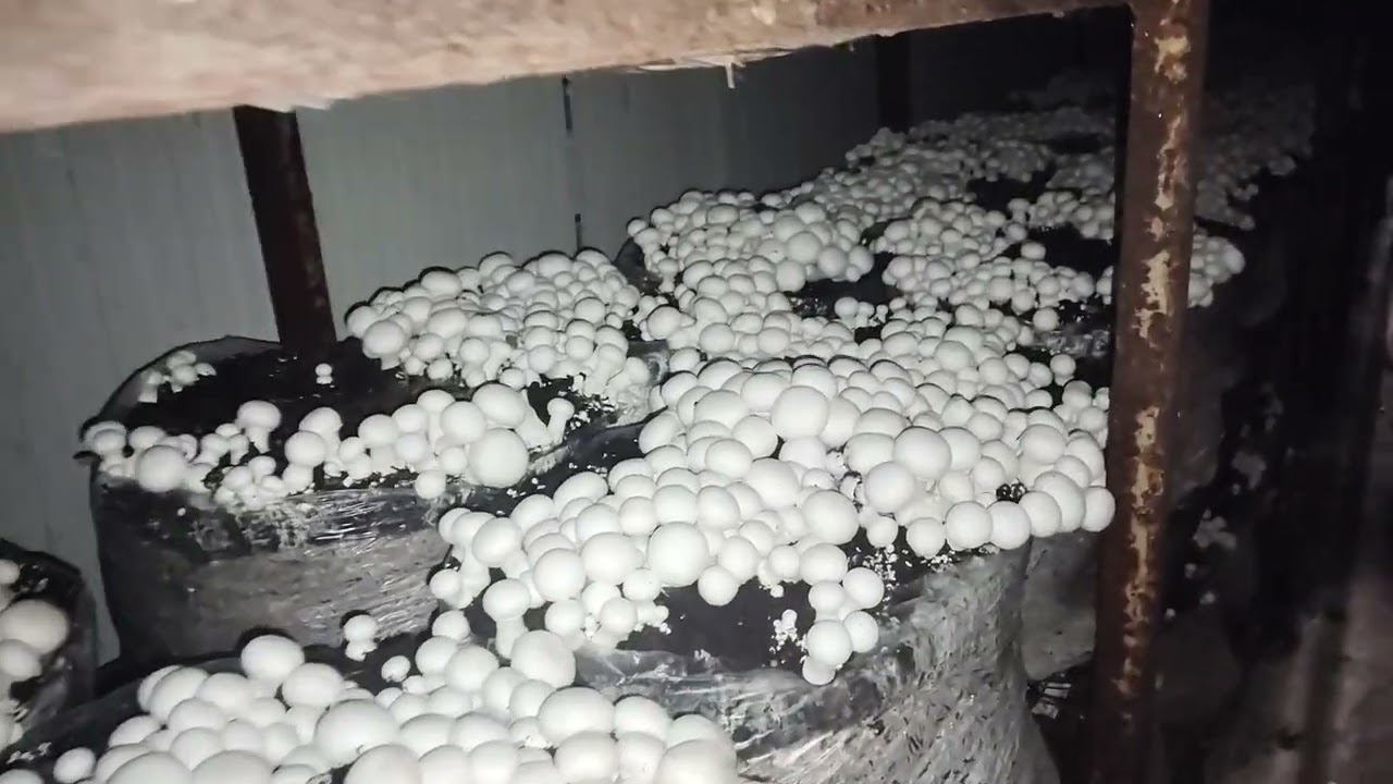 Today 8/10/2025 production।#agridost #mushroomcultivation 