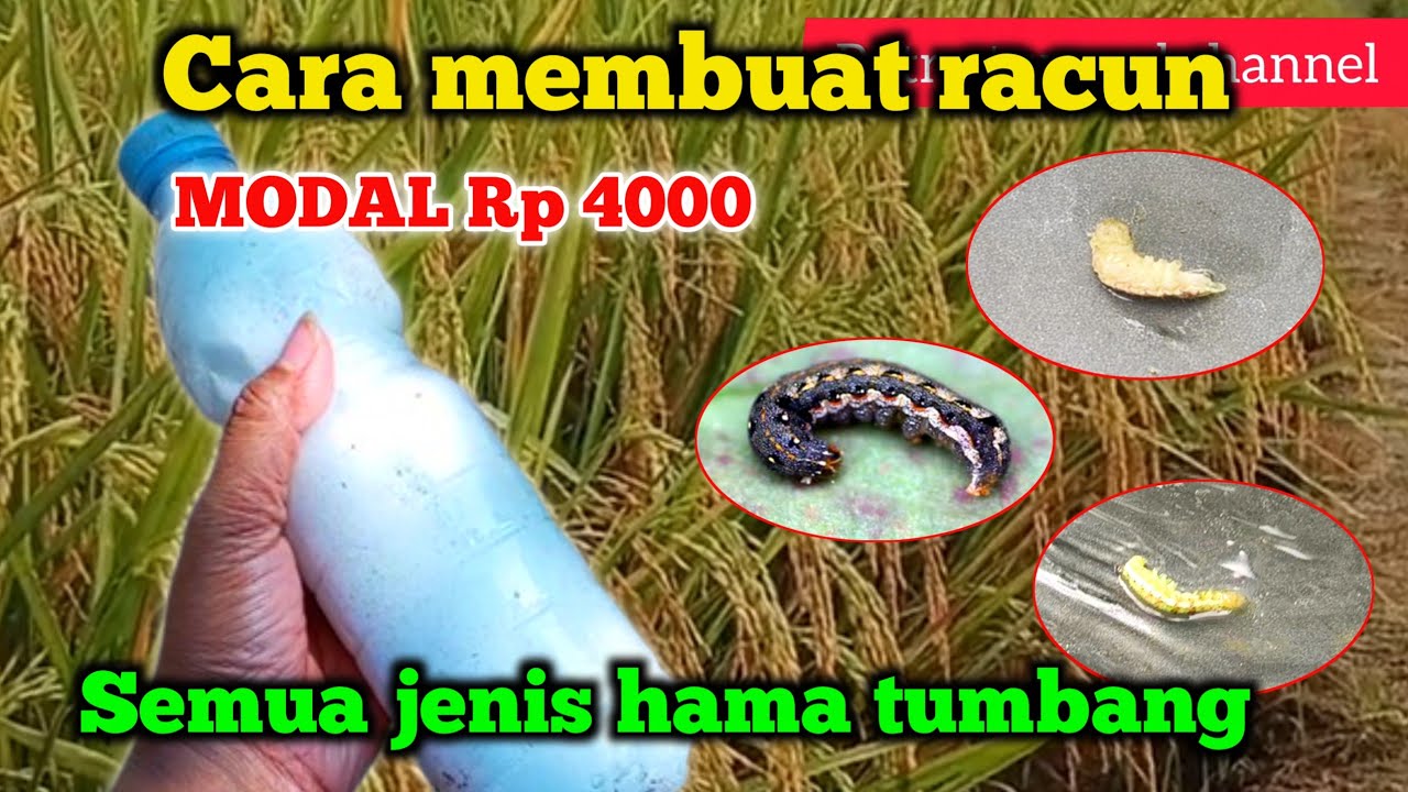 Ternyata Begini Cara membuat Obat hama paling ampuh Cara mengatasi hama pada tanaman padi