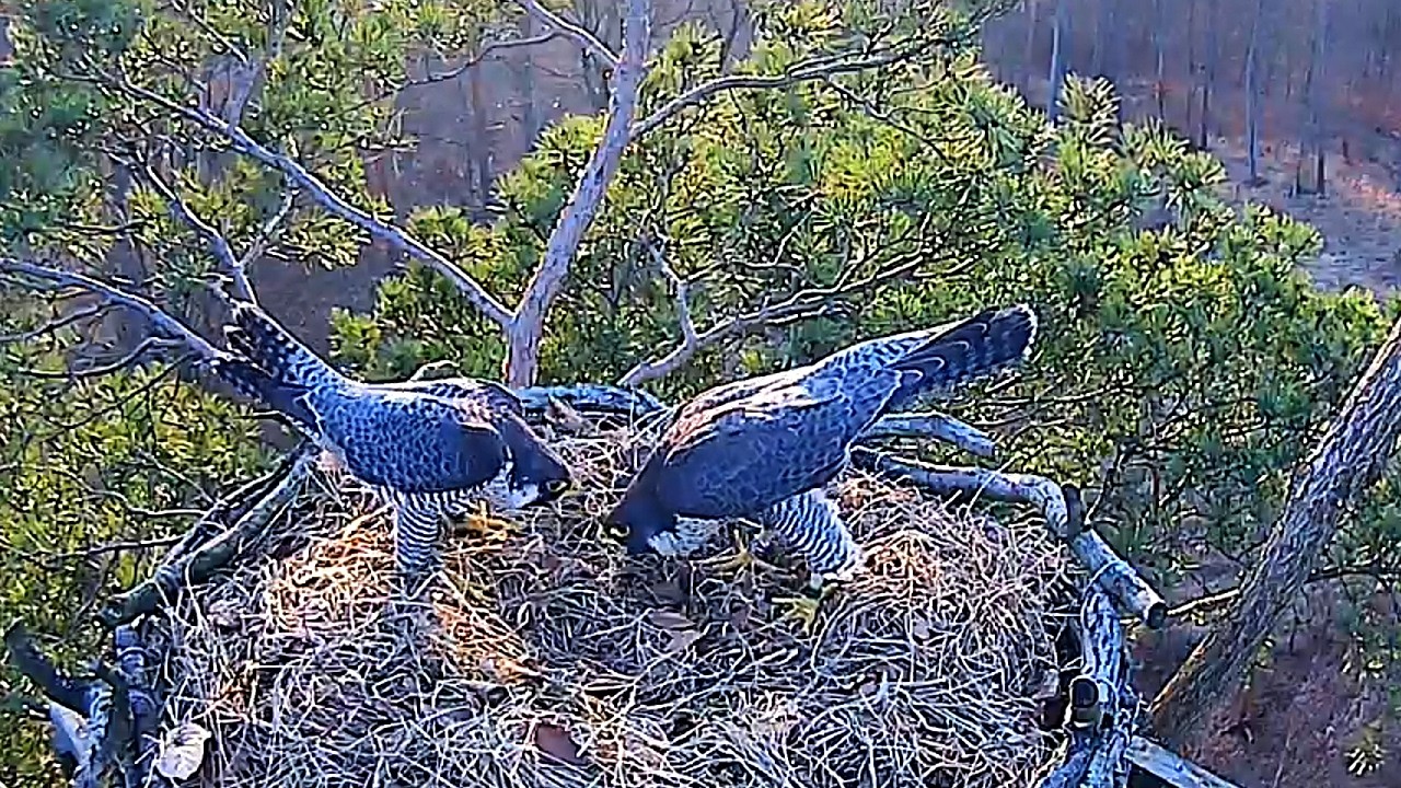 Po spotkaniu kolejna randka 7 03 2026 Barlinek sokoły wędrowne