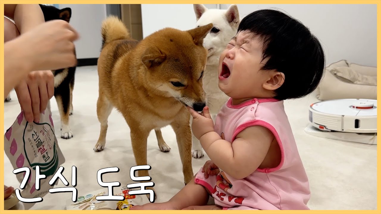 시바견한테 간식 계속 뺏겨 서러운 아기ㅋㅋ