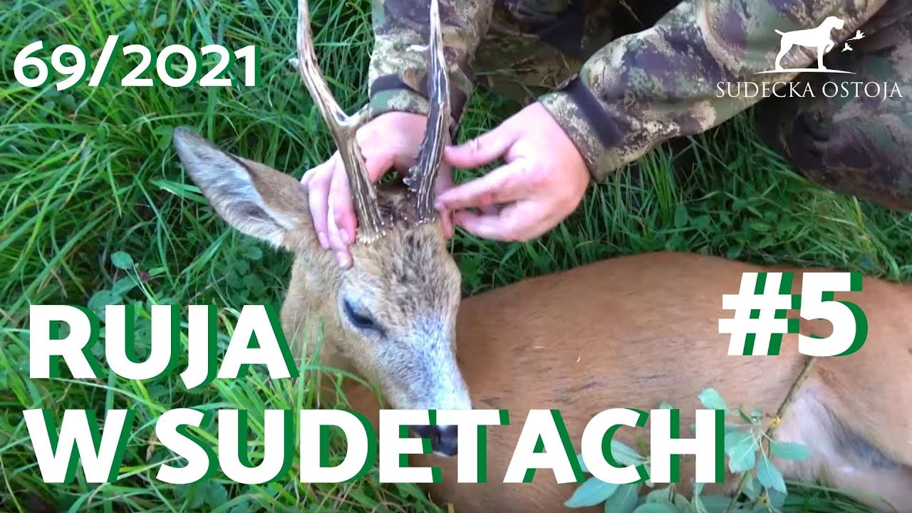 SUDECKA OSTOJA 69/2021. Polowanie na rogacze. Ruja saren. Hunting roebuck. Calling Roebuck.