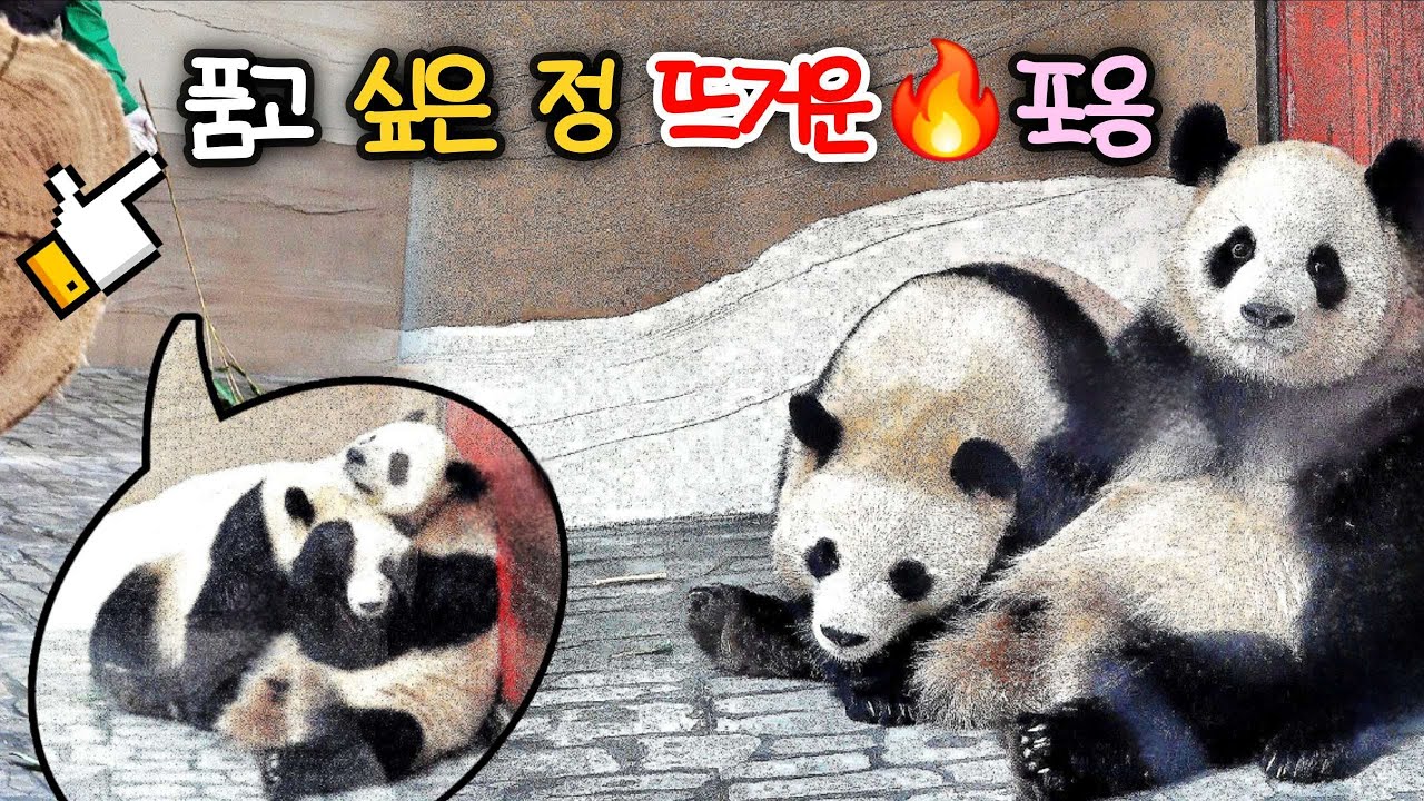 루이바오 후이바오 누구라도 안고 싶은 날 더 많이 사랑할게