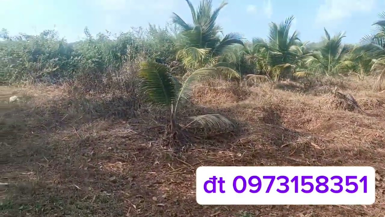 Vườn sầu riêng cực rẻ/Wiêu sông nghỉ dưỡng cực đẹp ac qt lh em 0973158351
