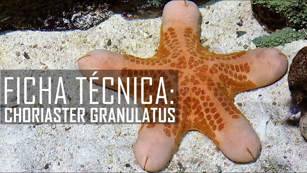 La estrella de mar Don Patricio (Choriaster granulatus) Ficha Técnica