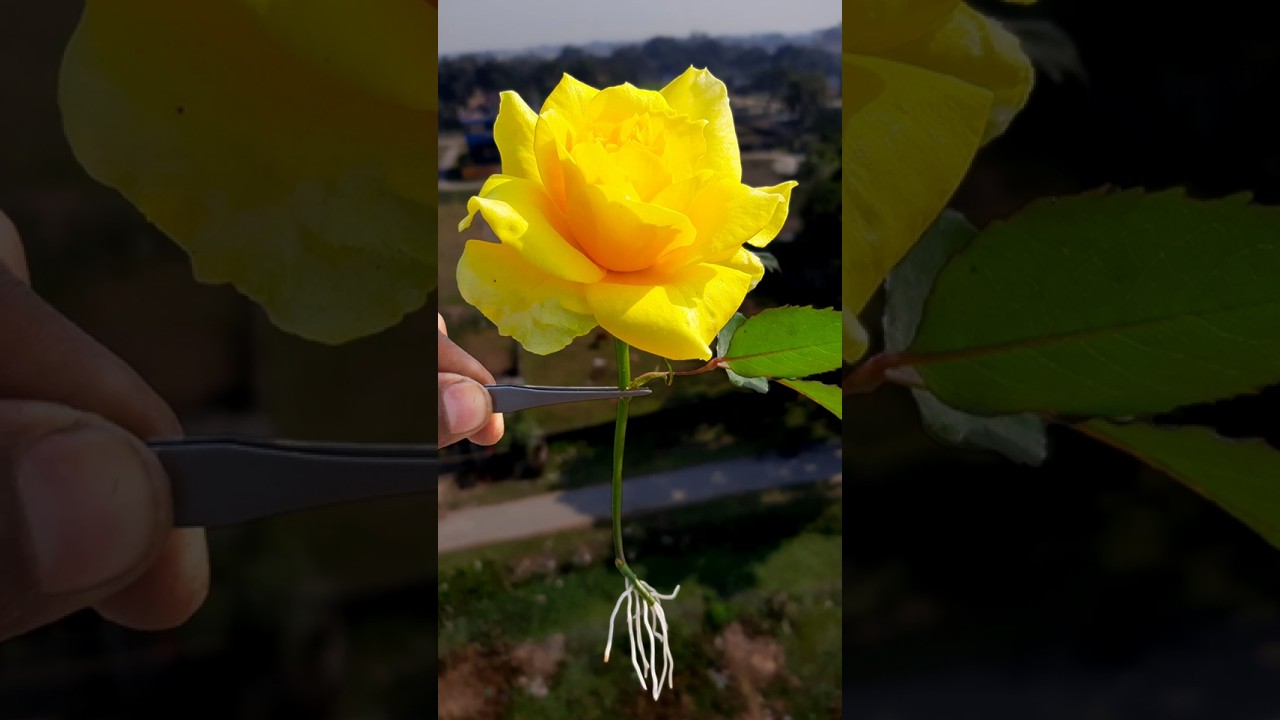 How to grow Rose from SMALL bud Cutting | Grow Yellow Rose at home //#highlights #share