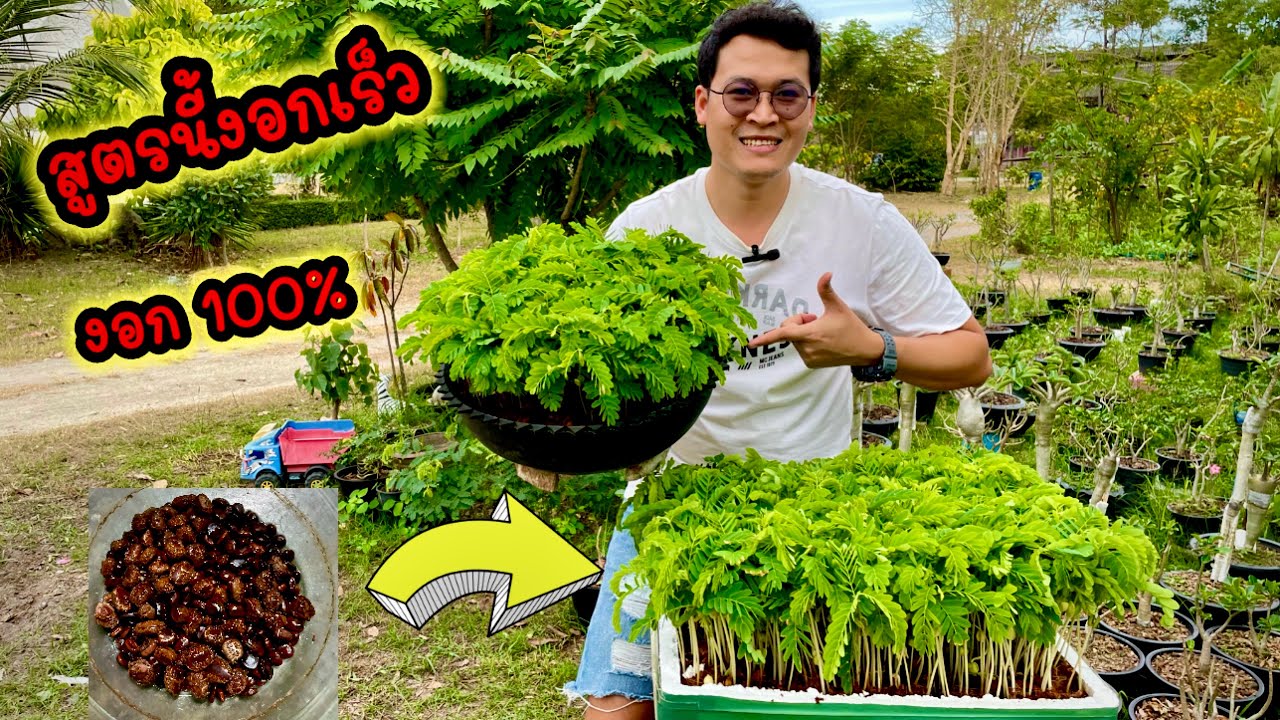 การเพาะเมล็ดมะขามเพื่อทำบอนไซงอก100%