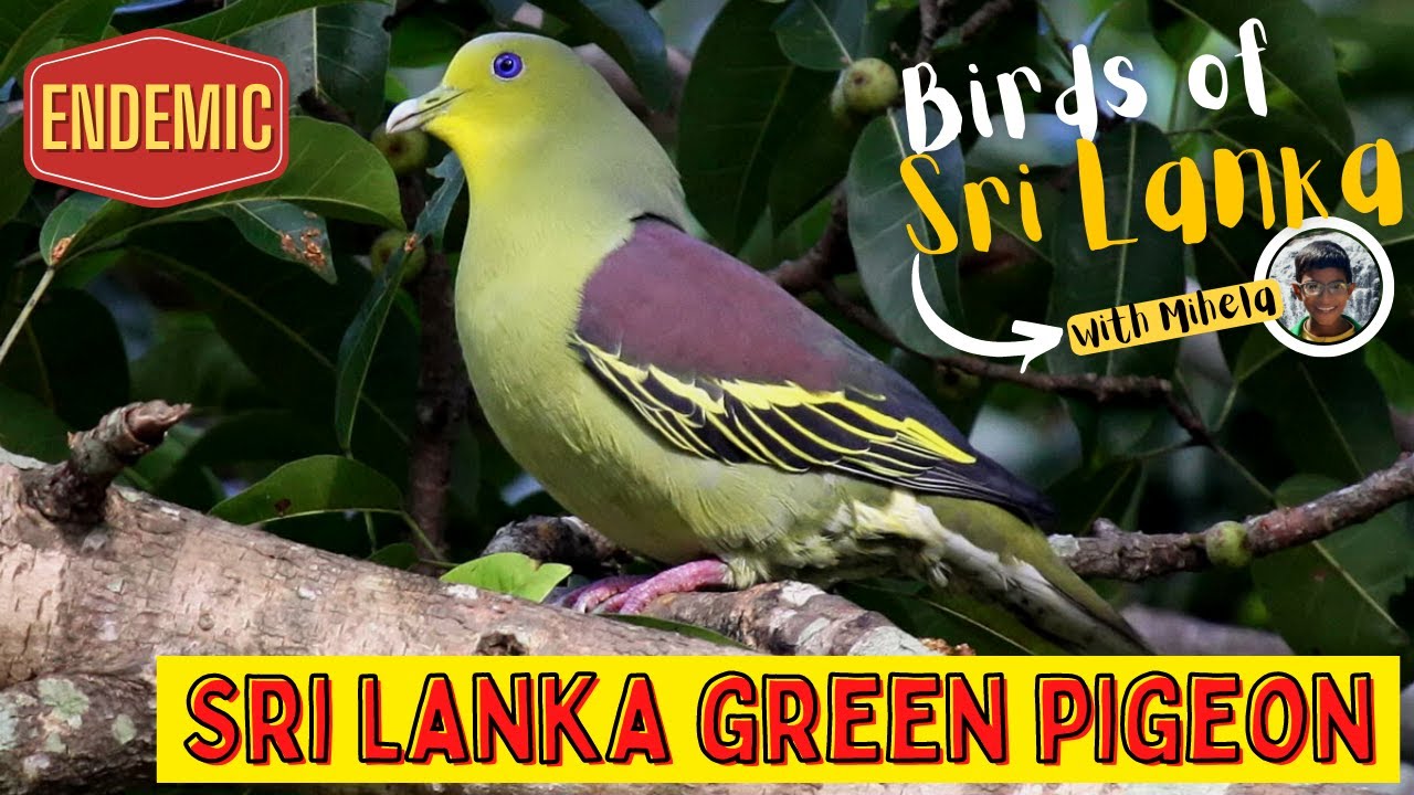 SRI LANKA GREEN PIGEON | Birds of Sri Lanka with Mihela | Endemic | Ceylon Green | Sound / Call