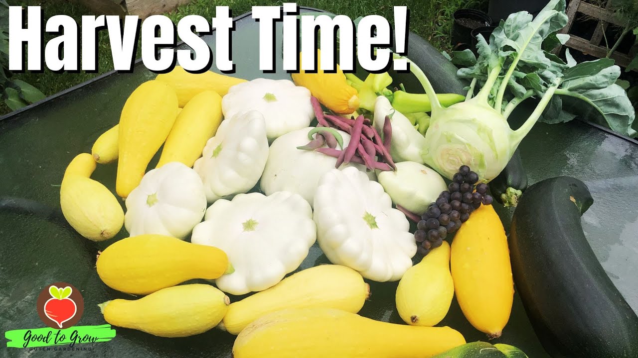 This Garden Harvest is Overflowing with Squash