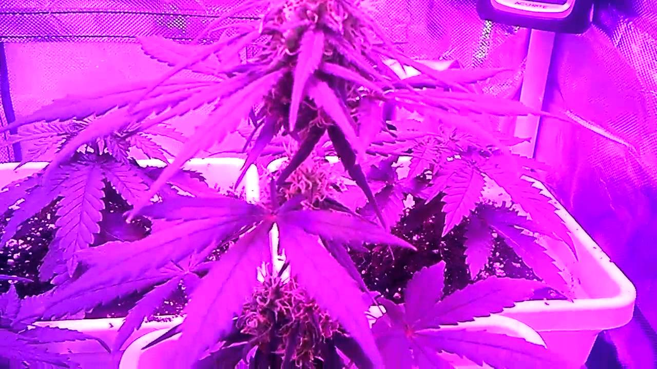G8led tent update...