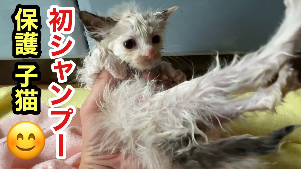 保護した子猫をシャンプーで汚れを落としたらノミだらけだった！【ラブラドールと野良猫】