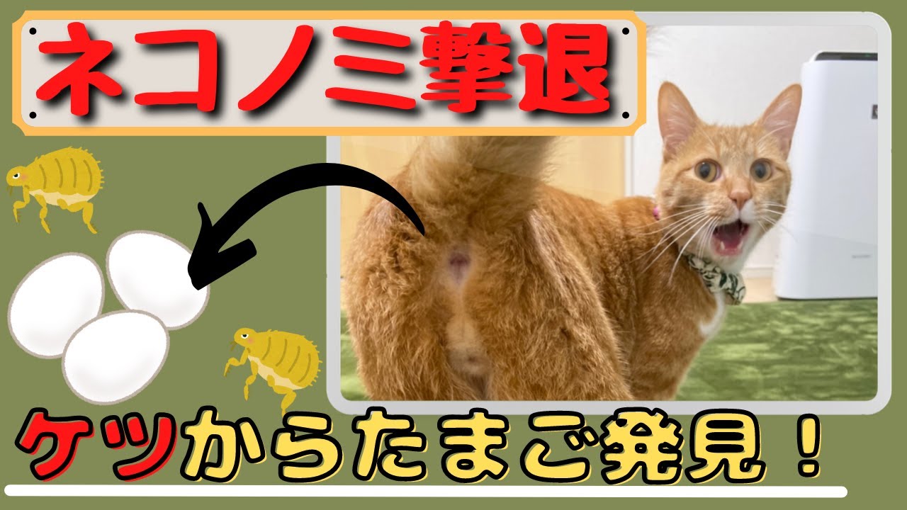 【ネコノミ撃退】猫のおしりから卵が・・・駆虫してもらいました