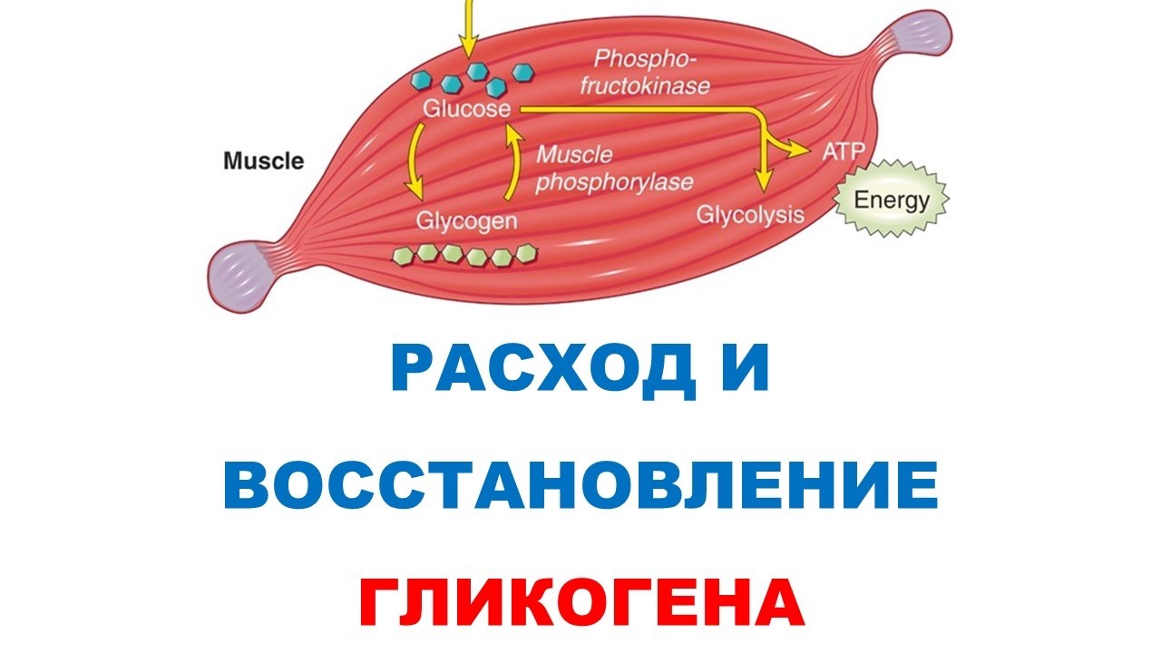 Consumption and restoration of muscle glycogen