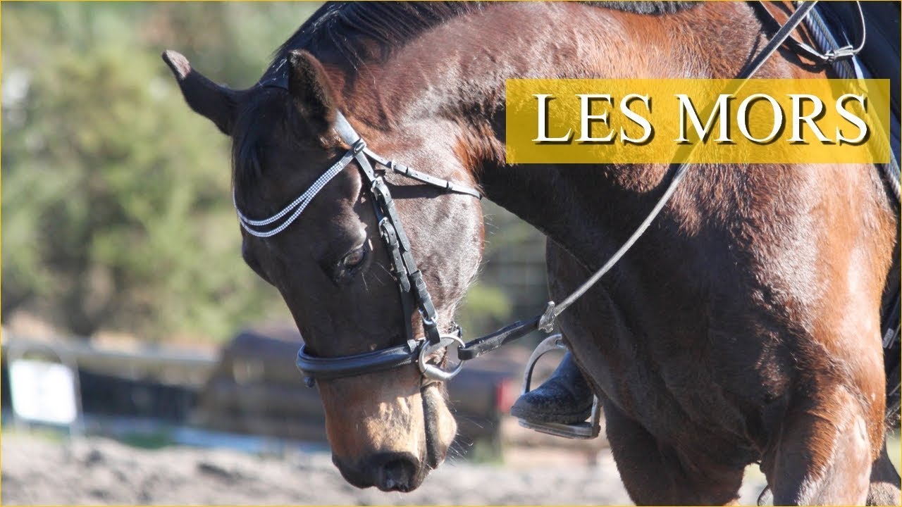 TOUT SAVOIR SUR LES MORS - Point matériel