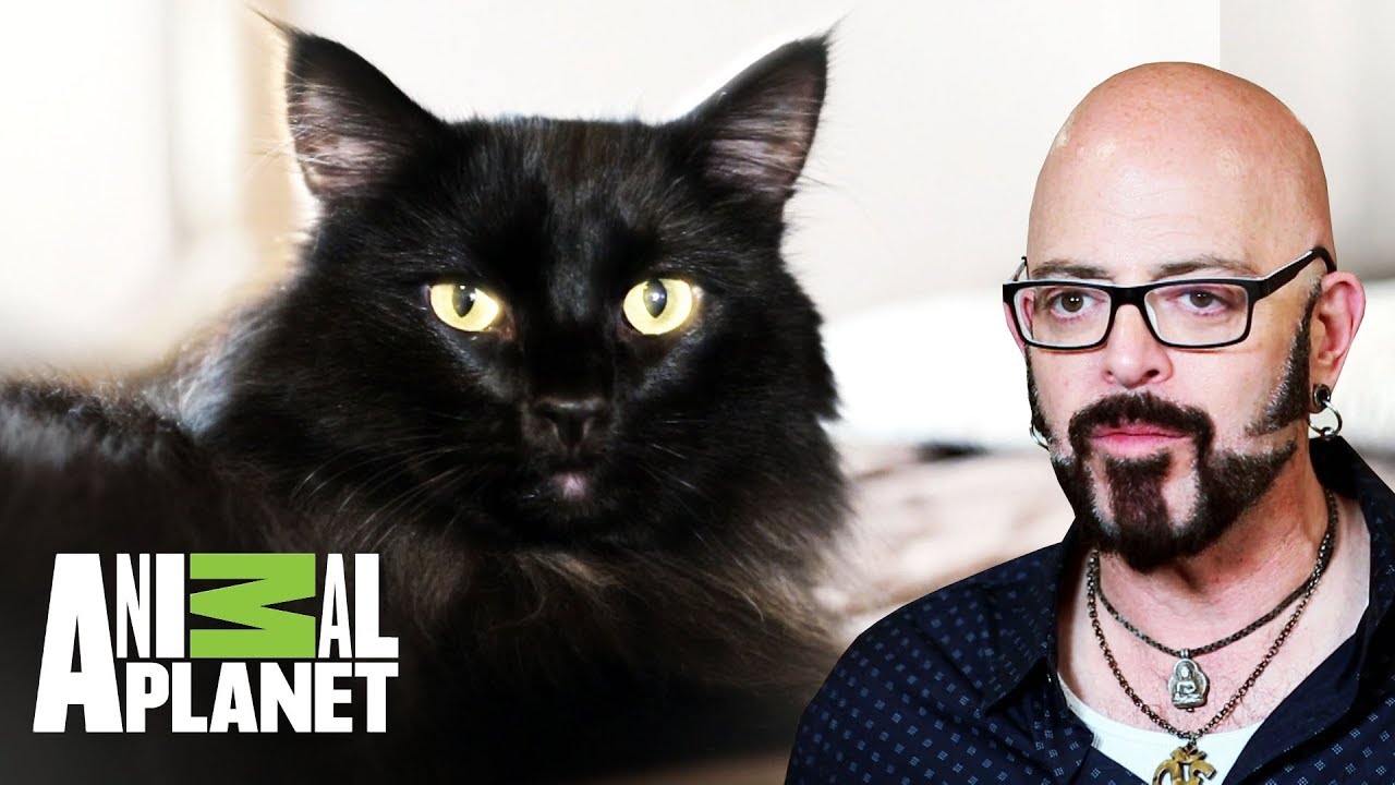 Jackson, el gato territorial | Mi gato endemoniado | Animal Planet