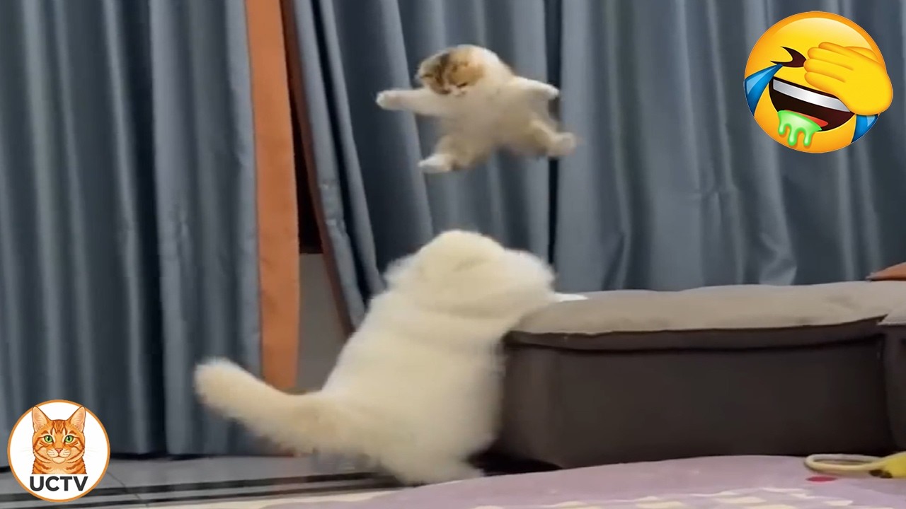 Новые самые смешные видео с котами 😼Попробуйте не засмеяться😜Ежедневная порция интернет-котов. Ча...