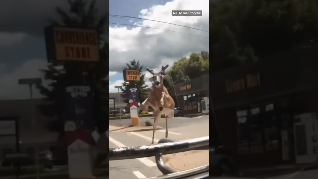 Deer jumps through bus windshield #shorts