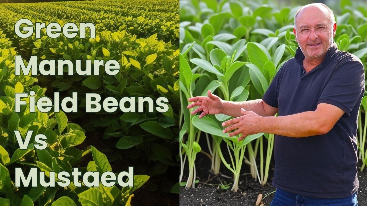 Green Manures:  How We Sow, Grow & When We Chop