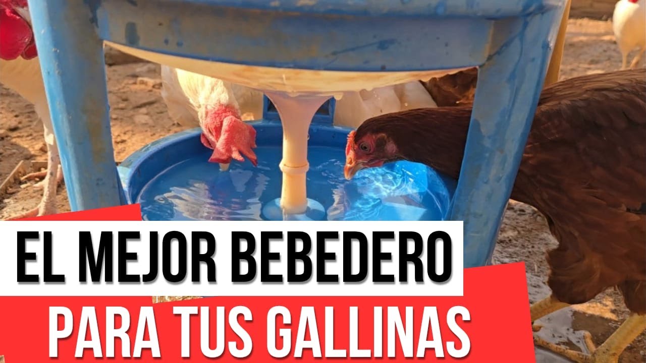 C&oacute;mo elegir el mejor bebedero para tus gallinas 🐔💧