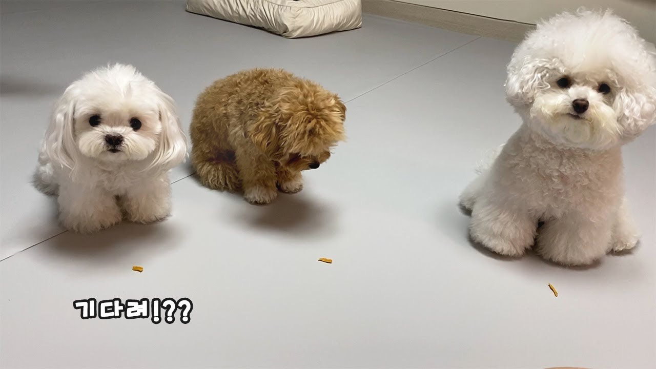 Какая милая собака ждет лучше всего?