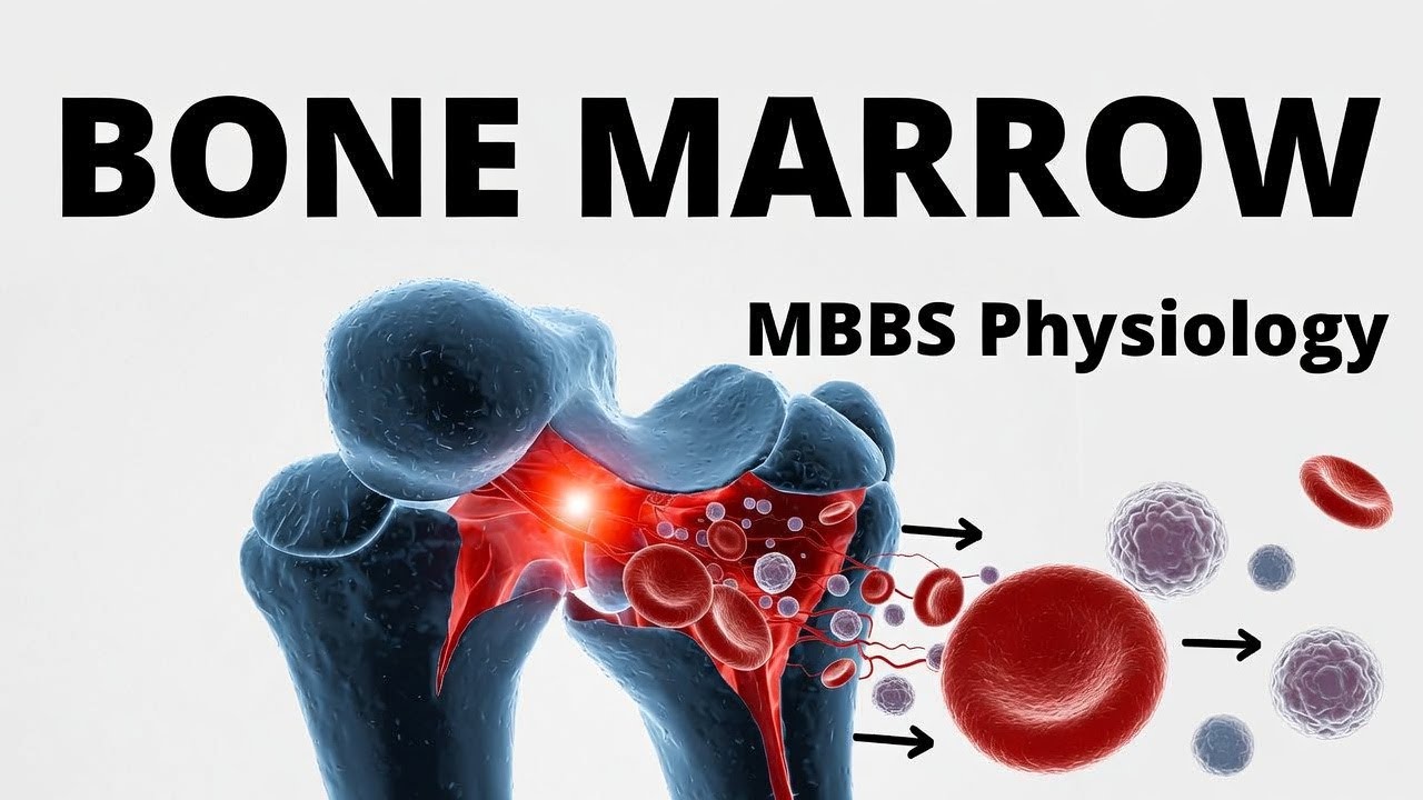 Bone Marrow Explained | Types, Functions & Importance (part 1)| MBBS Physiology