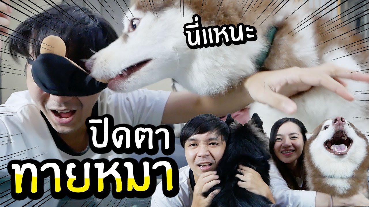 แข่งปิดตาทายหมา // ทายจากกลิ่นปาก? ทายจากการจับไข่? (ใครจะตอบได้ บ้าไปแล้ว!!)