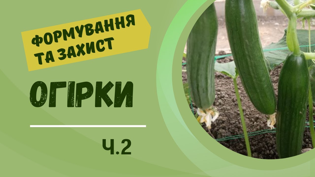 Вирощування огірків. Ч.2. Формування. Захист від шкідників та хвороб. Урожайна стратегія