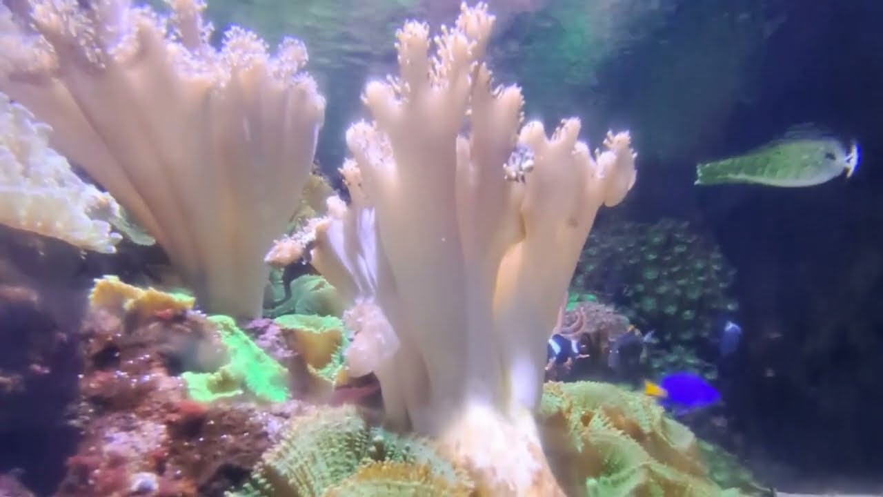 Traxillia - Sea Dive (Official Music Video)