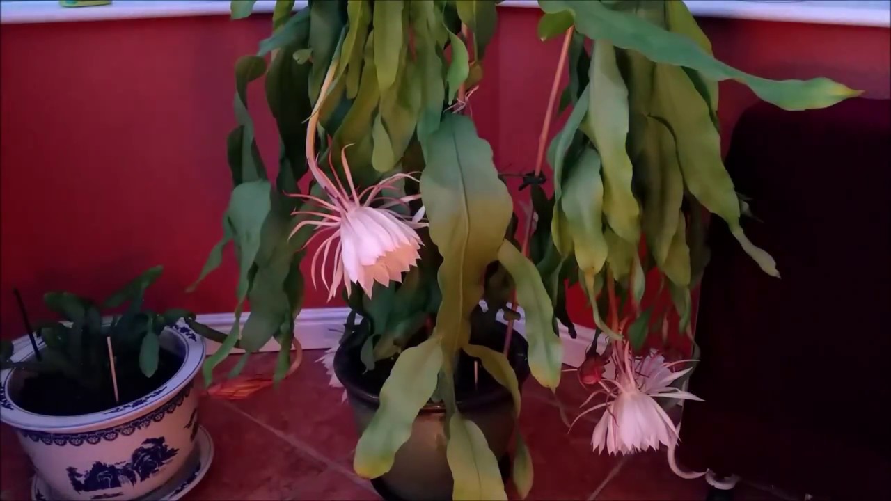 Epiphyllum Oxypetalum (Queen of the Night) Blooming 3 times in a year!