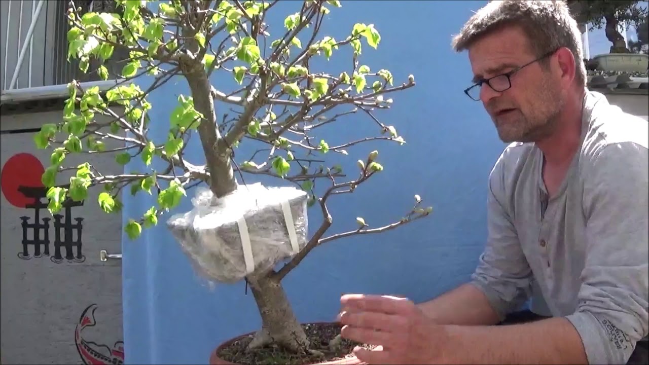 Bonsai 2019-14 - Abmoosung - Air layering - Aus einer Winterlinde werden zwei!