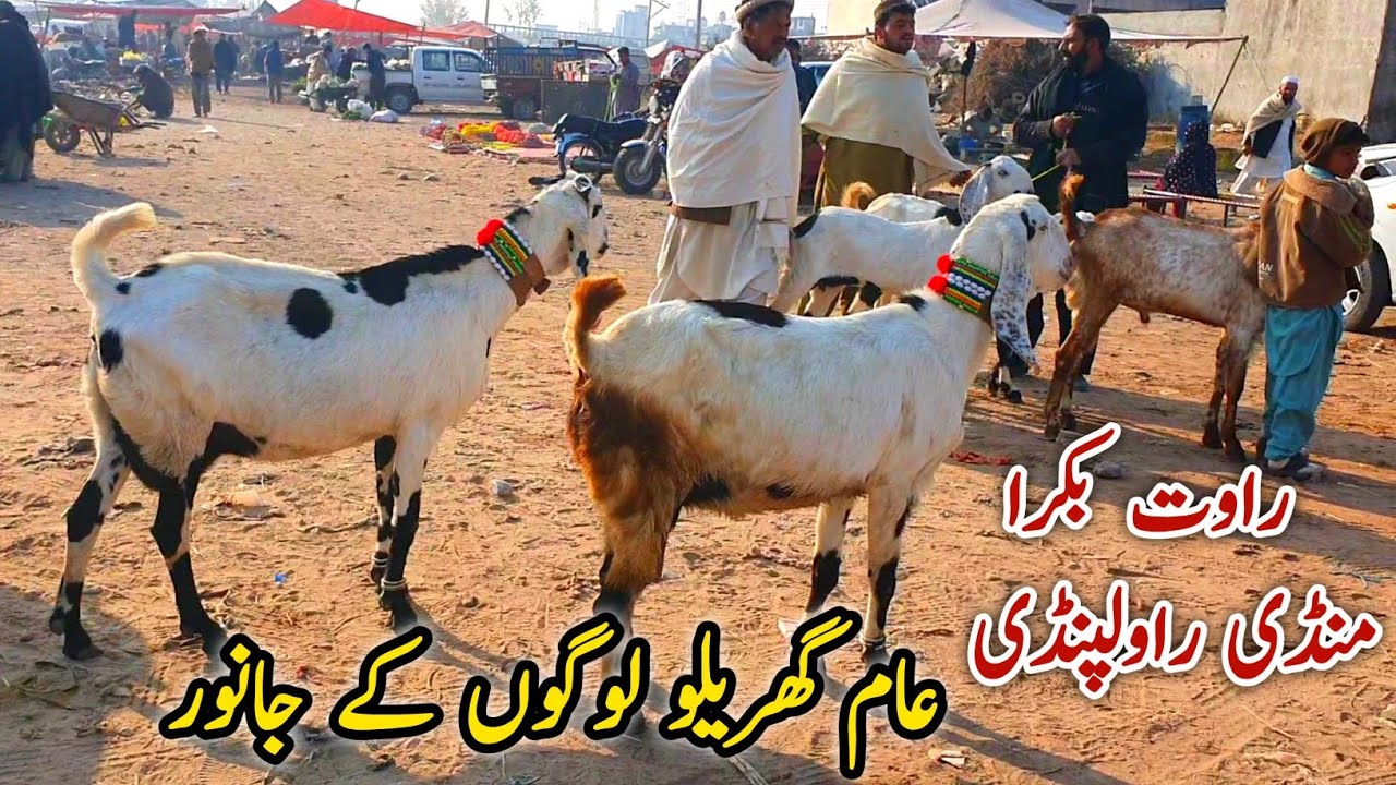 Rawat Bakra Mandi Rawalpindi Update 17 December 2024 | Local Gharo Ka Mall