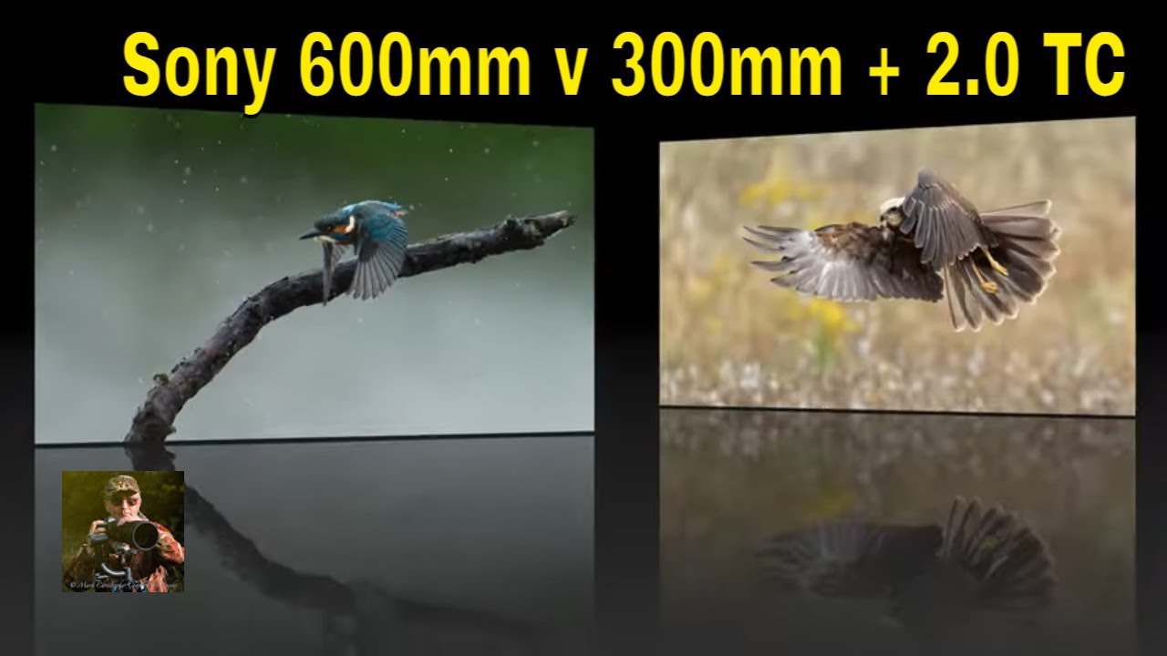 Телеконвертер Sony 600mm f4 против 300mm f2.8 и 2.0 от «Camilla & I»