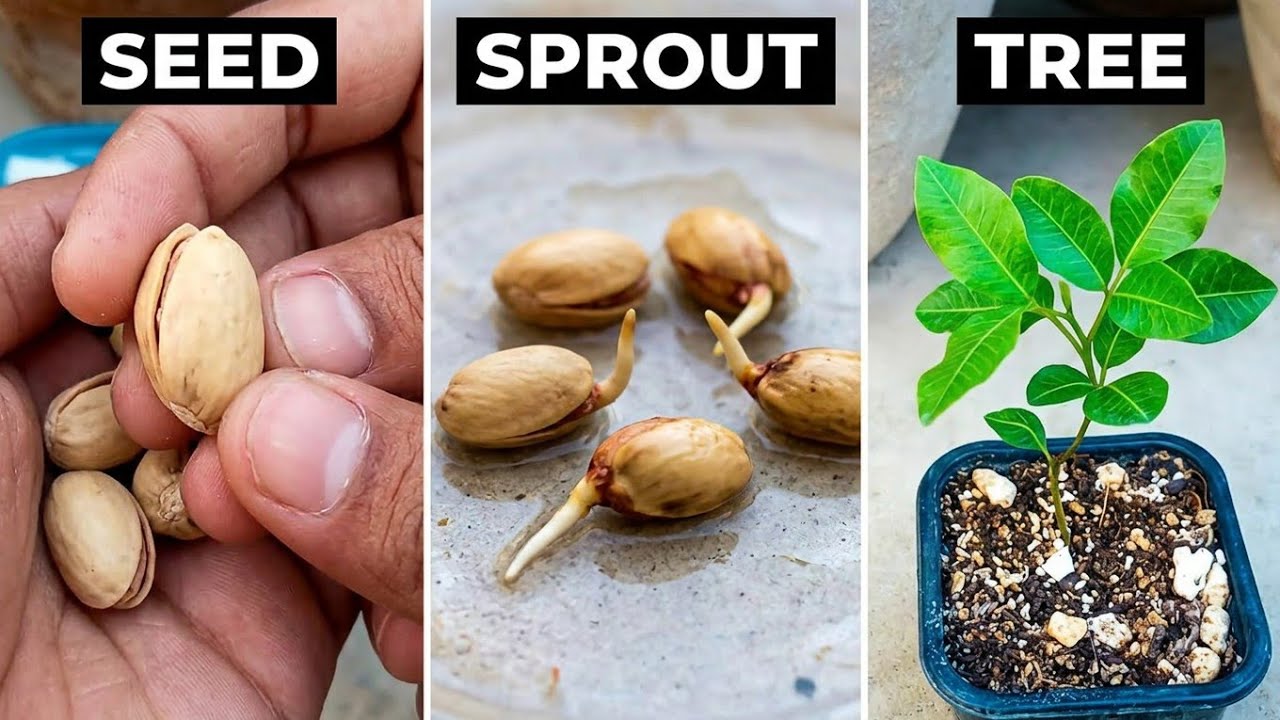 How To Grow Pistachio Seed | Easiest Method Of Growing Pistachio Seed Step By Step