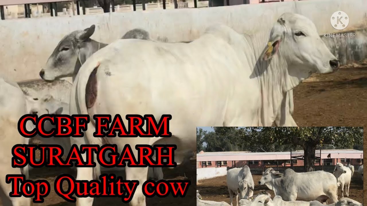 Ccbf farm surathgarh Heavy udder cow Top Tharparker cow in India #sunilcowfarming