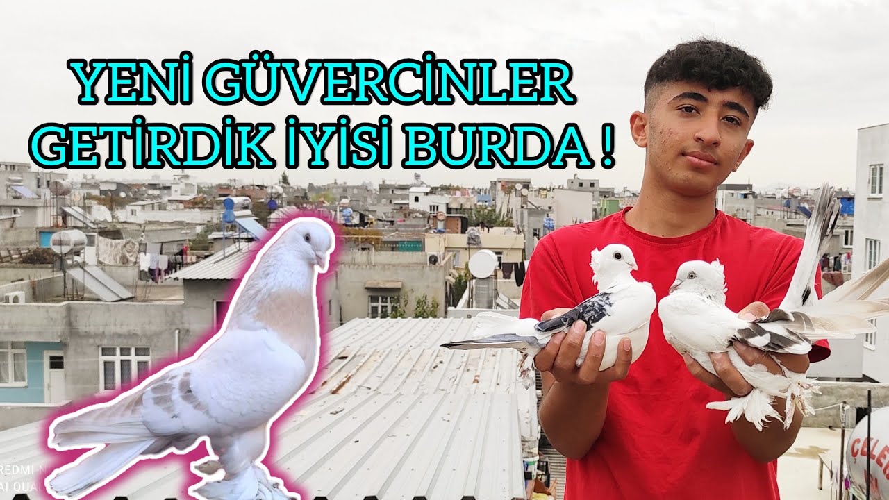 Küçük Cambaz Güvercinleri Tanıtıyor Yeni Cins Kuşlar !