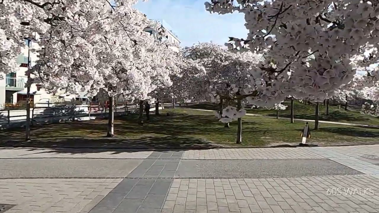 Stockholm Cherry Blossoms,  Luma Park #K&ouml;rsb&auml;rsblommor #Lumaparken #Stockholm