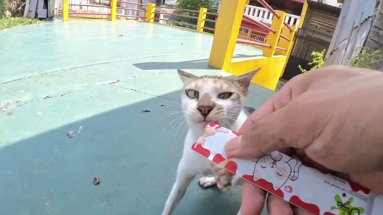 Nyuapin kucing yang sedang hamil apa kembung ya 😅, perutnya sih udah gede banget inih 