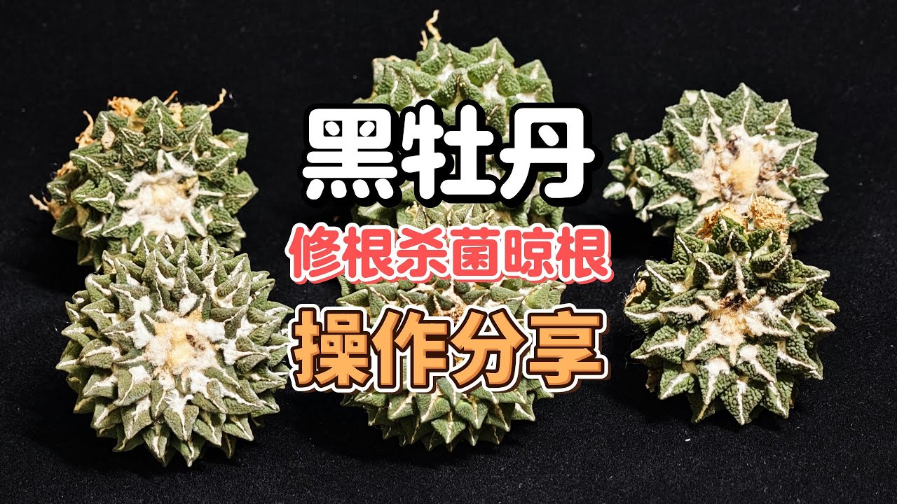 猪猪课堂#2：黑牡丹修根、杀菌晾根操作分享