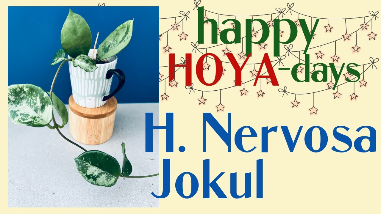 Hoya Nervosa Jokul - A Less Known Silver #hoya | #silverhoya #hoyacare