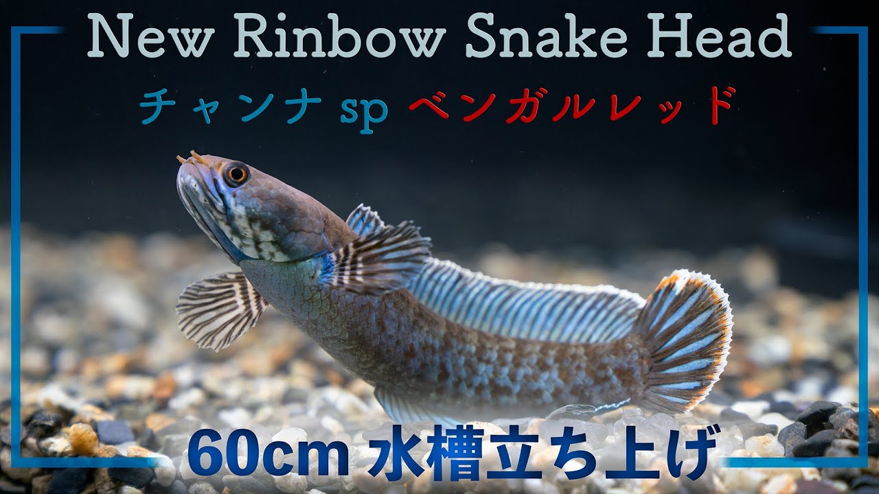 スネークヘッド 60cm水槽立ち上げ【チャンナspベンガルレッド】