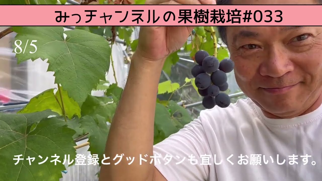 ぶどう🍇『巨峰』の収穫