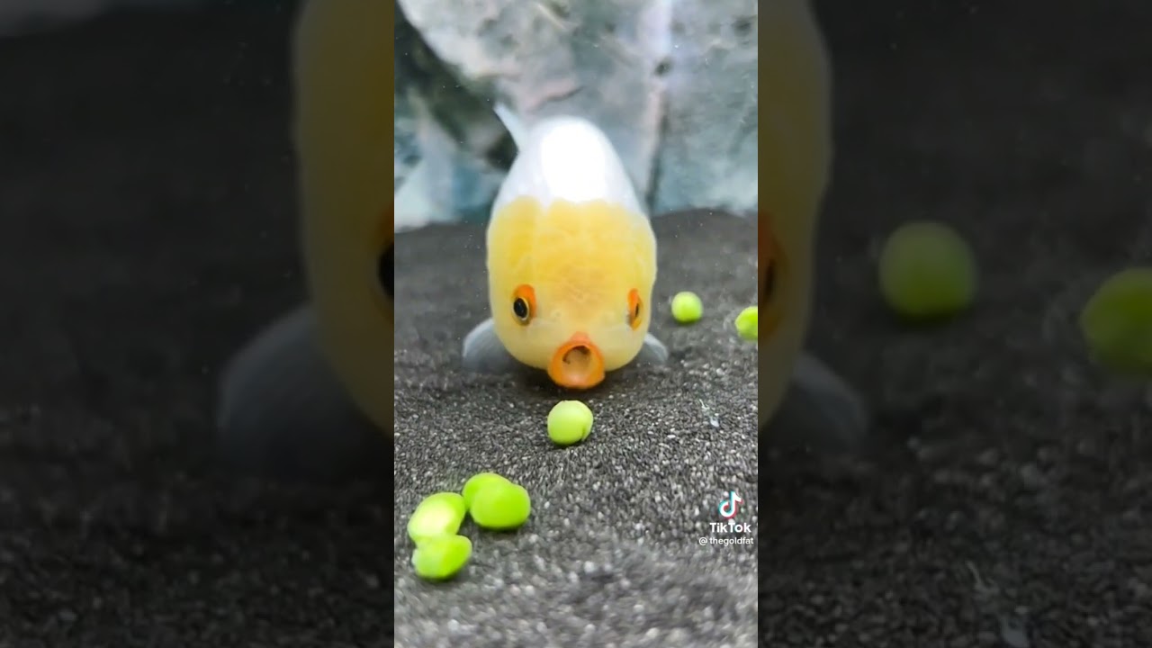 #goldfish aspirador 🤣 #kingyo #kinguio
