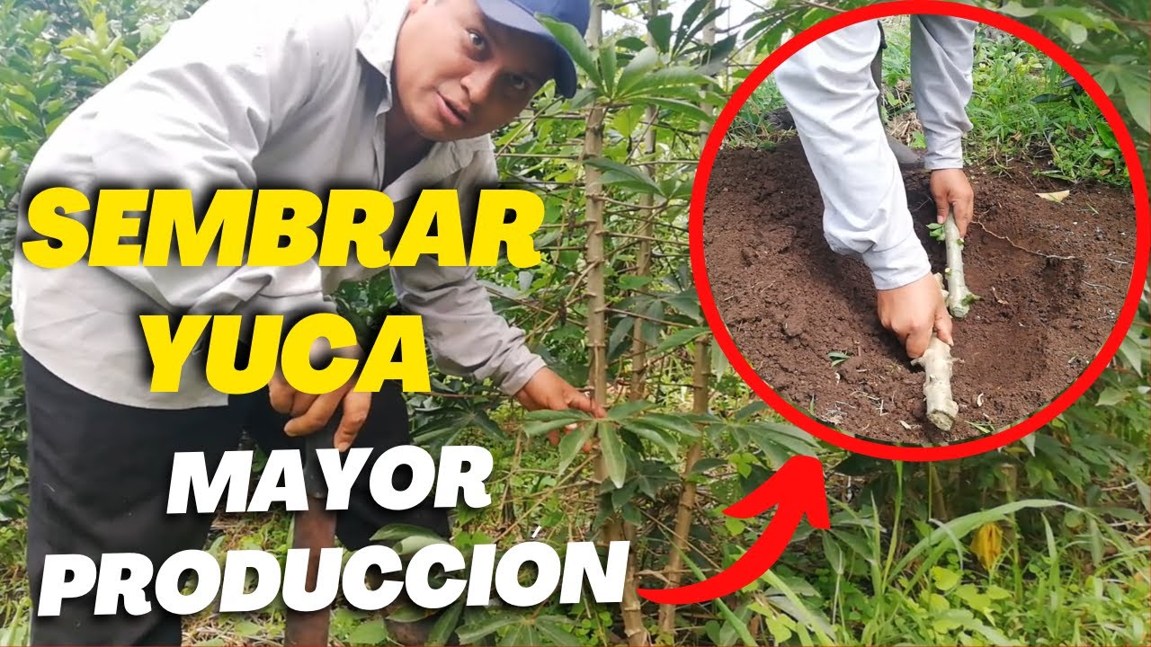 Cómo SEMBRAR YUCA Forma CORRECTA para tener [ Mayor Producción ]