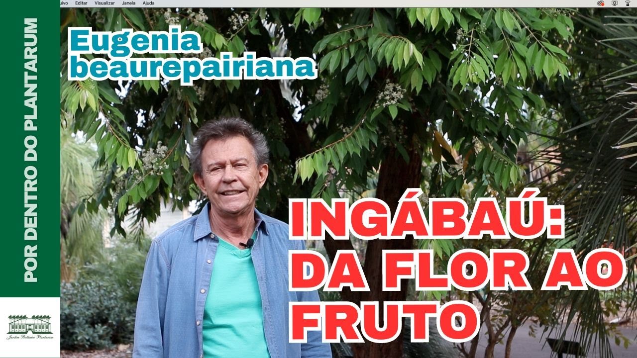 INGÁBAÚ (Eugenia beaurepairiana) Por Harri Lorenzi | Jardim Botânico Plantarum