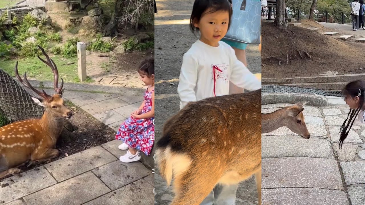Playful Moments: A Child and Deer Share Joyful Playtime nara park deer in Japan 🇯🇵 
