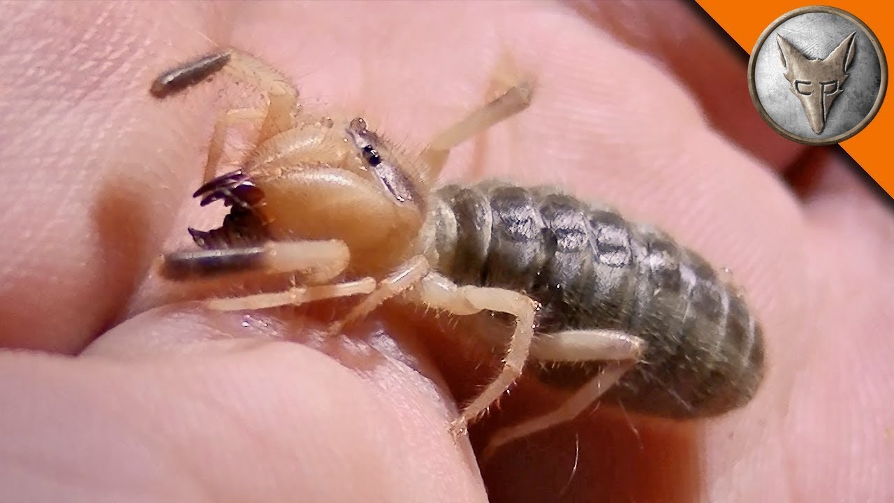 Inquietanti creature del deserto: INSETTI, SERPENTI E PERFINO SCORPIONI! | Brave Wilderness Italiano