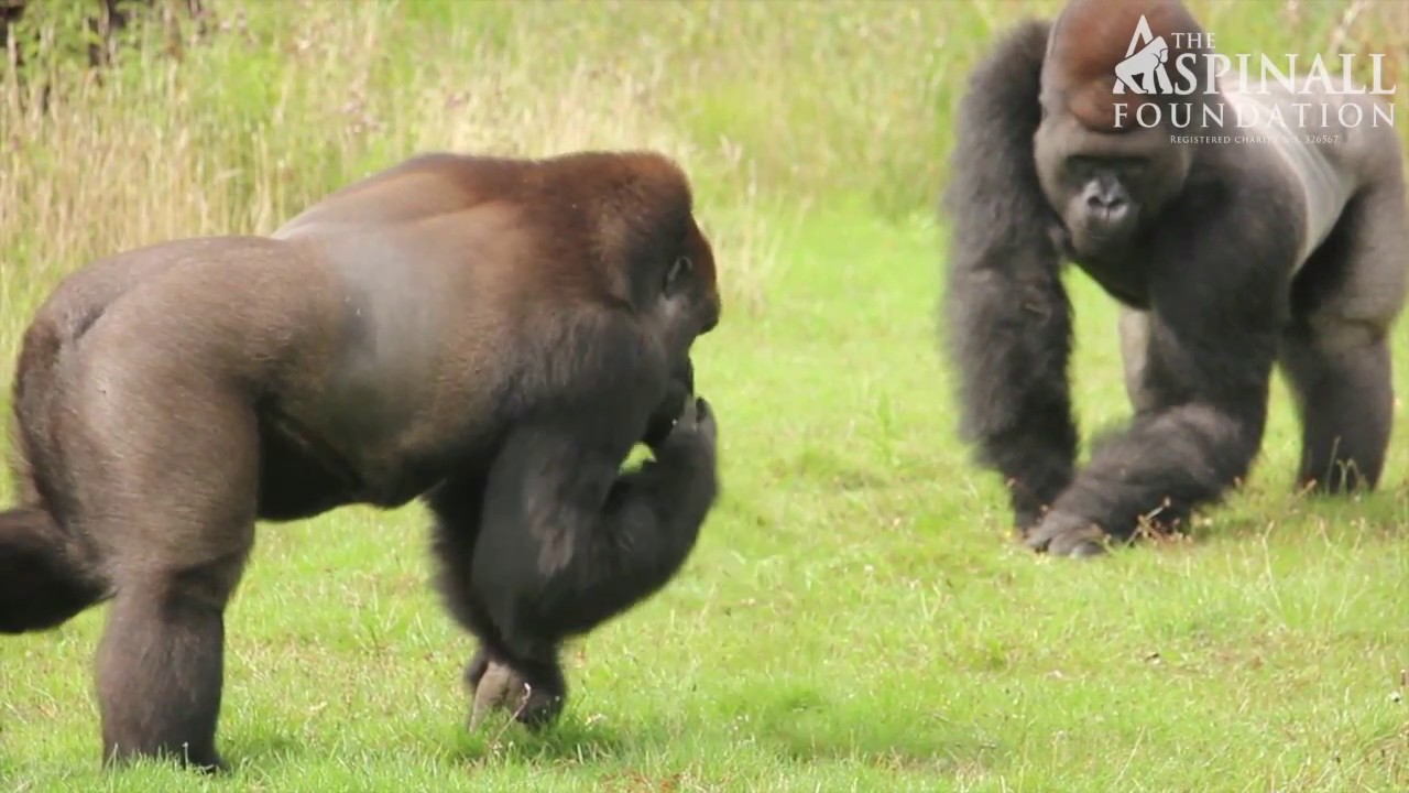 Four gorilla brothers make their journey Back to the Wild from Port Lympne