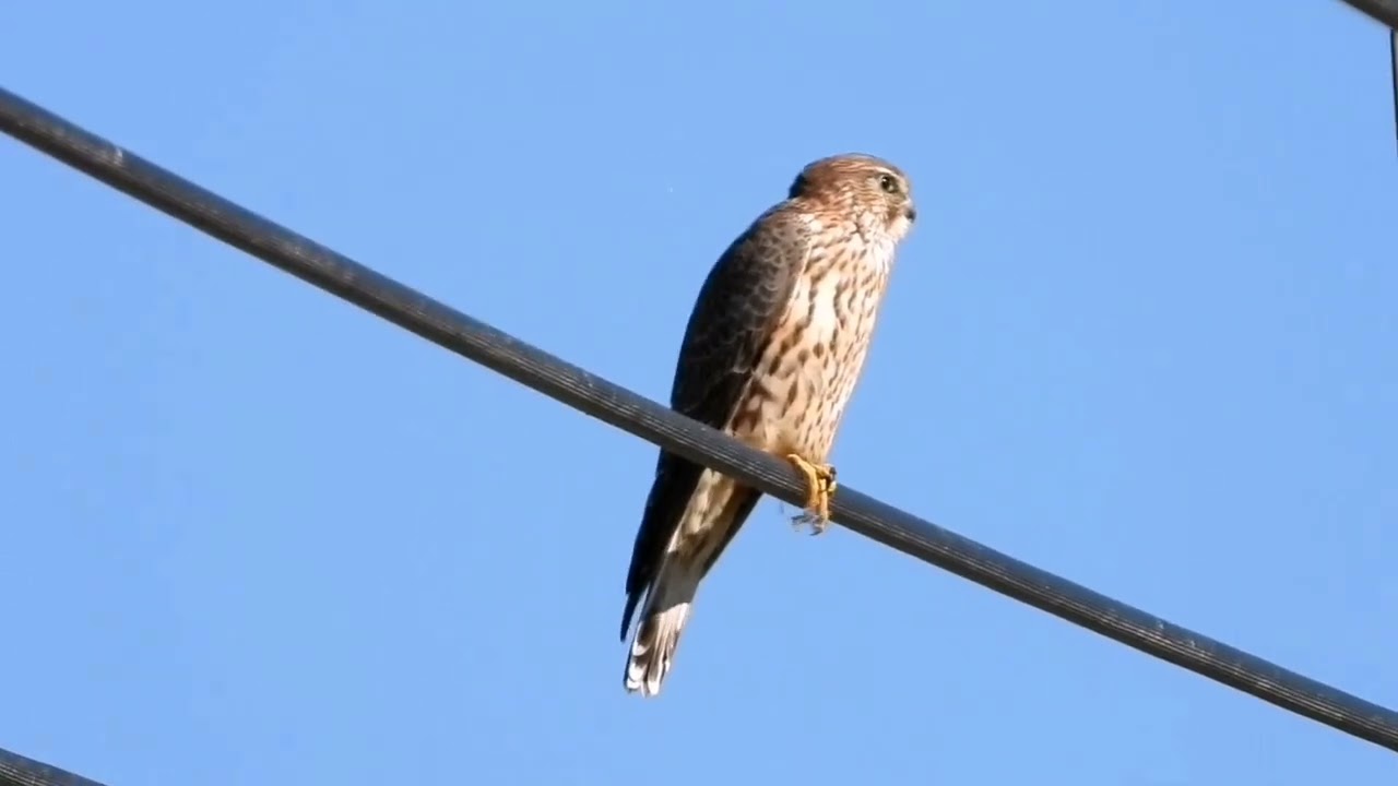 2025年12月20日　コチョウゲンボウ　食事🍖下後でしよう、爪に鳥さんの羽根が付いています　おそらくセキレイを？