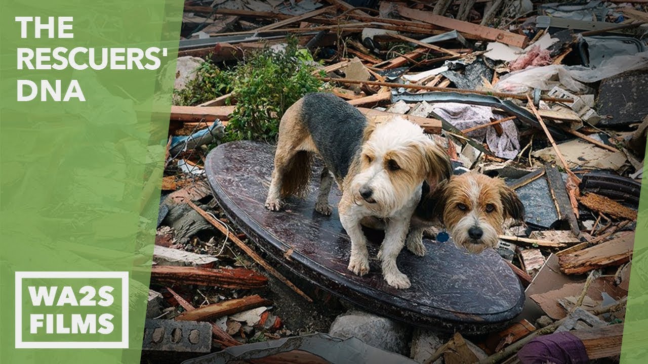 Boy & Dog Reunion After Oklahoma Tornado Rescue - Hope For Dogs | My DoDo