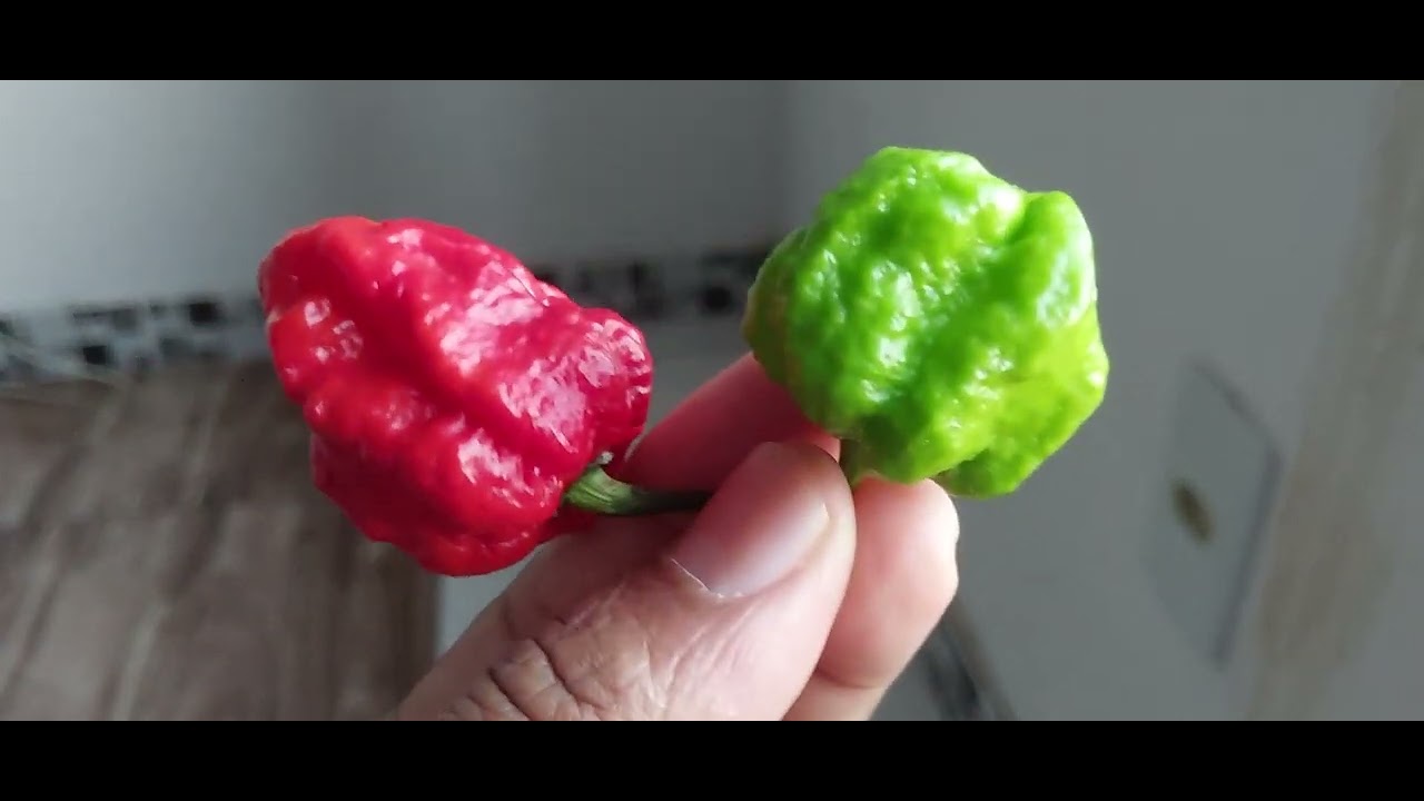 Pimenta couro de sapo.